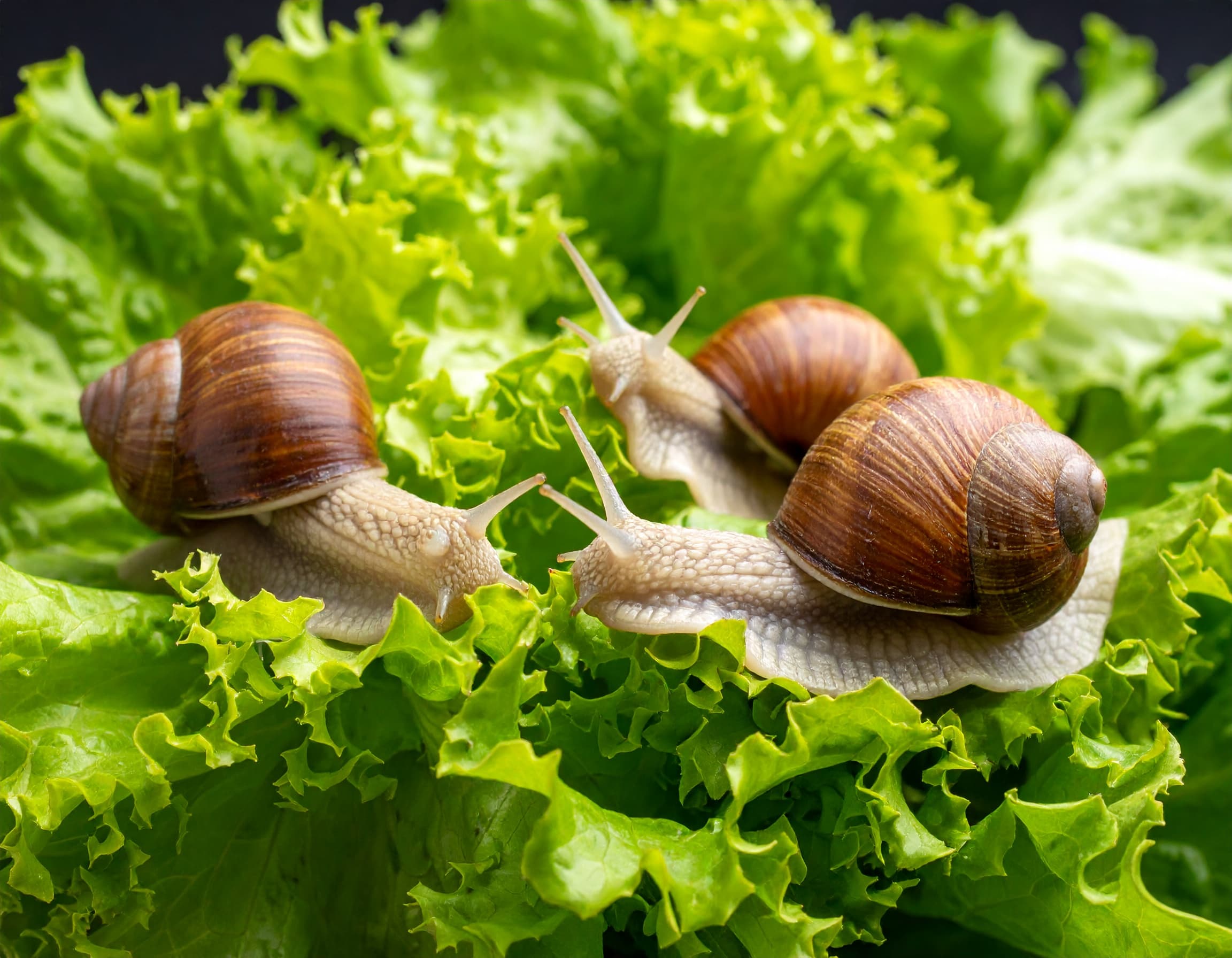 Schnecken bekämpfen: Effektive Strategien für deinen Garten