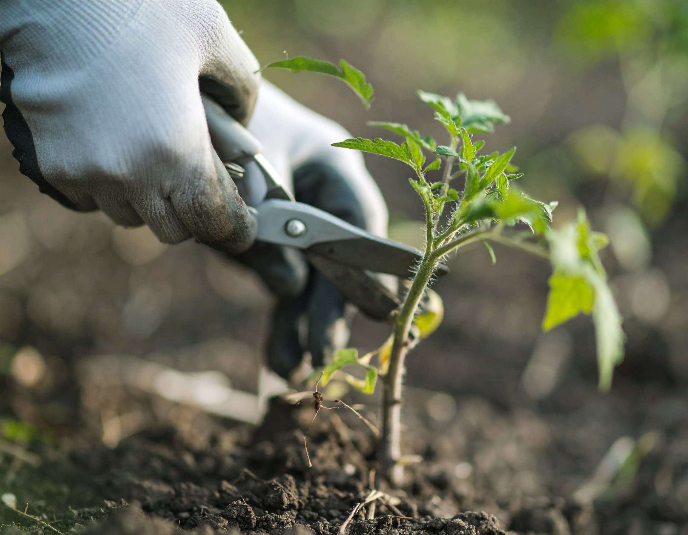 Tomaten richtig ausgeizen