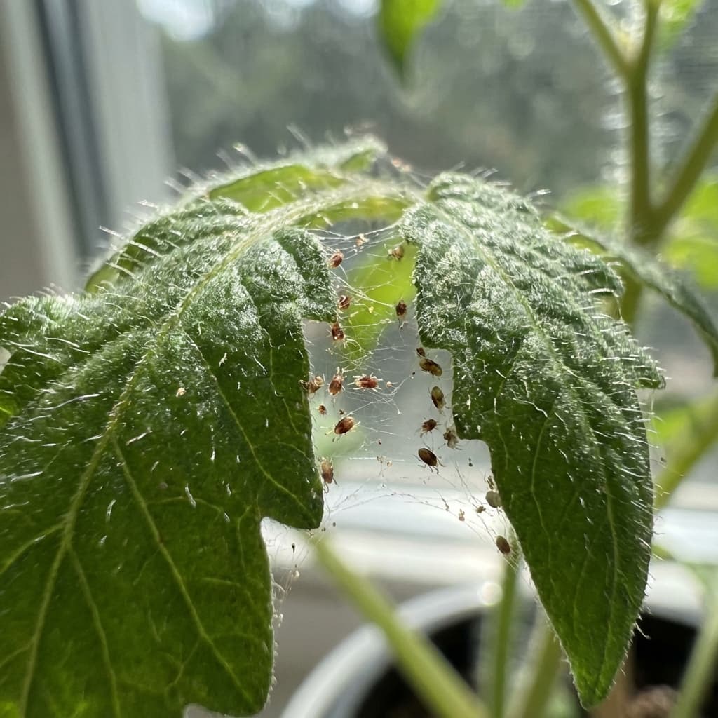 Spinnmilben an einer Pflanze